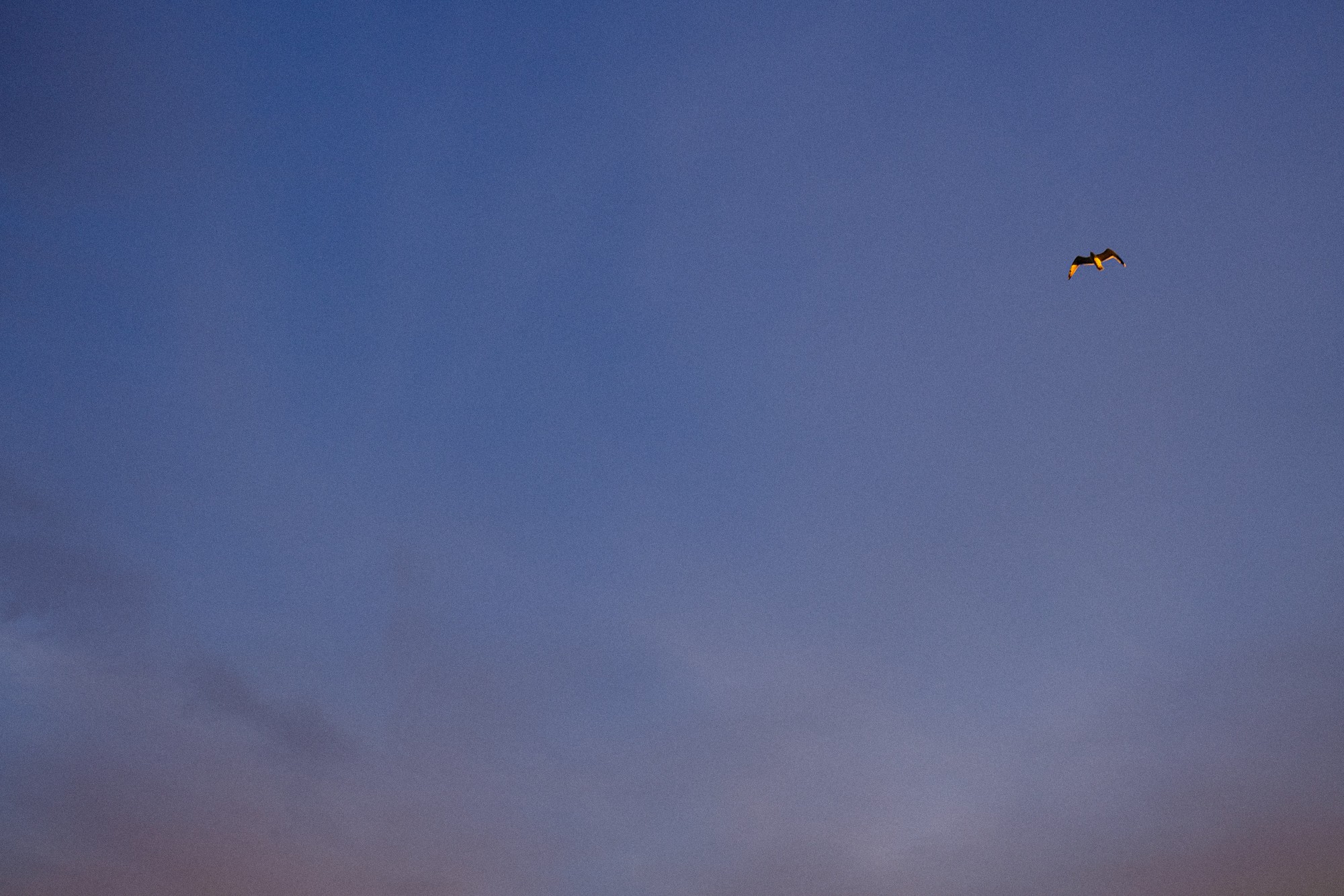 Ein Vogel quert den Abendhimmel.
